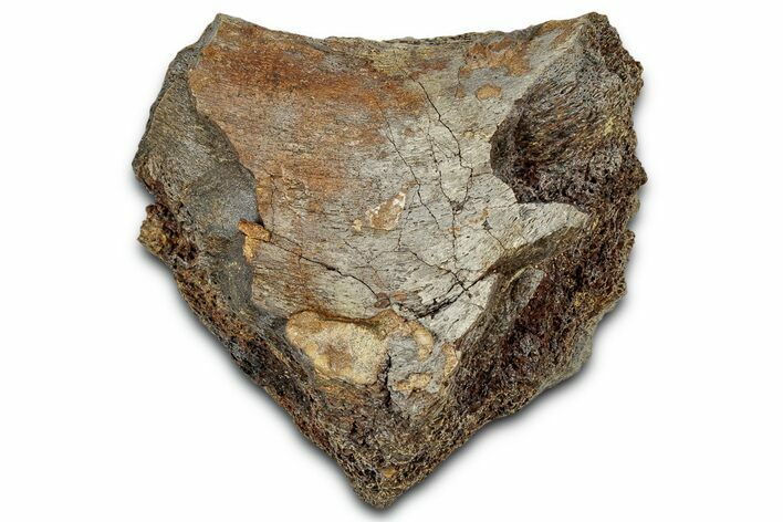 Fossil Dinosaur Bone Section - Wyoming #331062